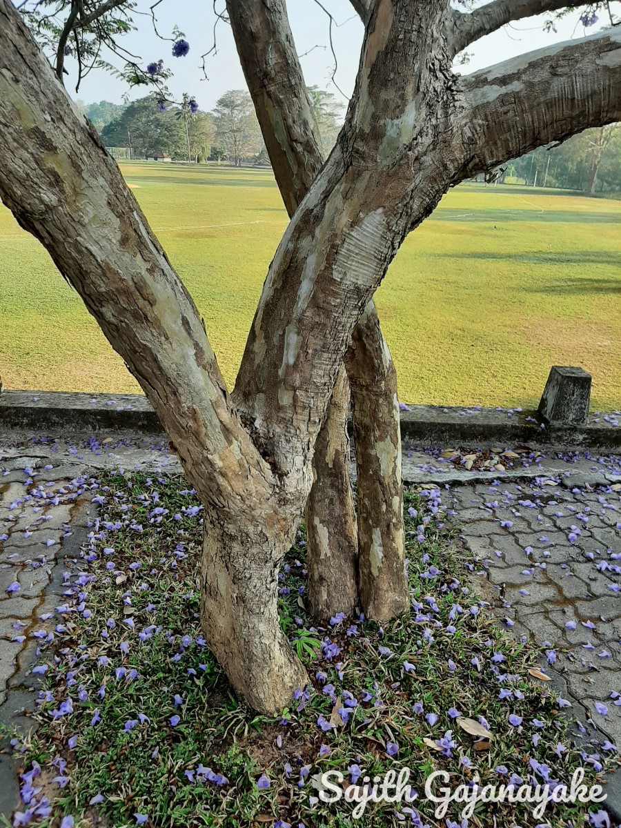 Jacaranda mimosifolia D.Don